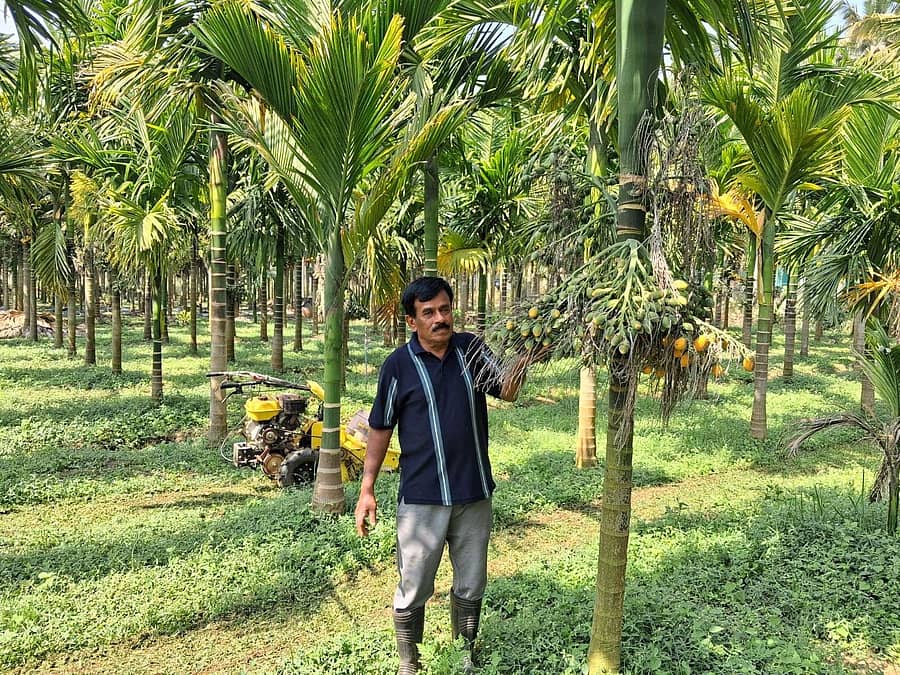 ಹುಣಸೂರು ತಾಲ್ಲೂಕಿನ ಕಿರಿಜಾಜಿ ಗ್ರಾಮದ ಪ್ರಗತಿಪರ ರೈತ ಬಾಲಗಂಗಾಧರ್ ಅವರು ಅಡಿಕೆ ಕಾಯಿ ವೀಕ್ಷಿಸಿದರು