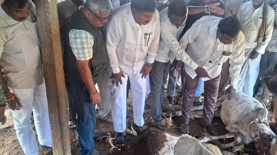 ಸಂತೇಮರಹಳ್ಳಿ ಸಮೀಪದ ಗಂಗವಾಡಿಯಲ್ಲಿ ಚಿರತೆ ದಾಳಿಗೆ 3 ಕರು ಮೃತಪಟ್ಟಿರುವ ಸ್ಥಳಕ್ಕೆ ಶಾಸಕ ಎ.ಆರ್.ಕೃಷ್ಣಮೂರ್ತಿ ಭೆಟಿ ನೀಡಿ ಪರಿಶೀಲಿಸಿದರು