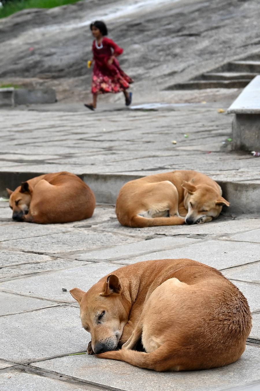 ಬೀದಿ ನಾಯಿ
