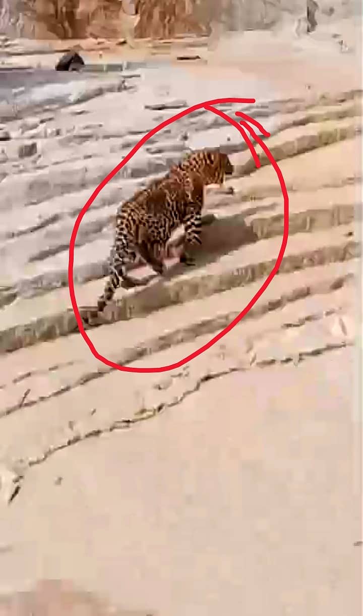 ಮೊಳಕಾಲ್ಮುರು ತಾಲ್ಲೂಕಿನ ಹಾನಗಲ್ ಬಳಿ ಭಾನುವಾರ ಕಾಣಿಸಿಕೊಂಡಿದ್ದ ಚಿರತೆ