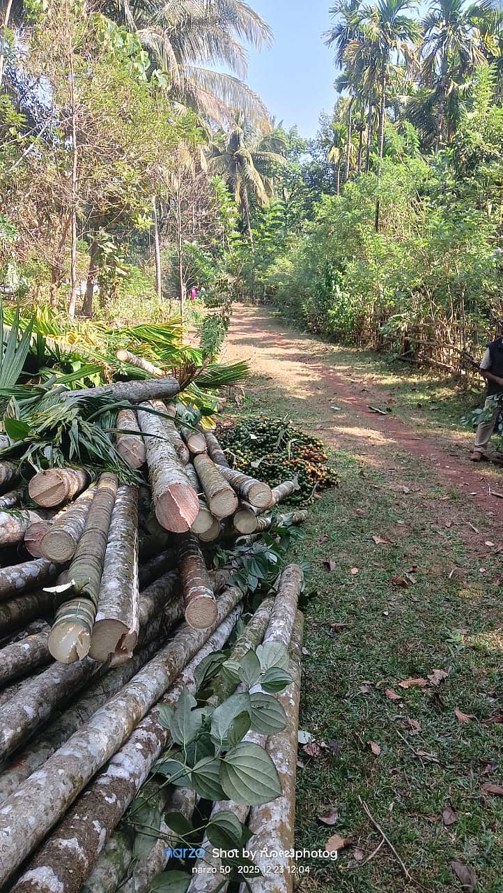 ಸಿದ್ದಾಪುರ ತಾಲ್ಲೂಕಿನ ಗೋಳಿಕೈನಲ್ಲಿ ಅತಿಕ್ರಮಣ ಜಾಗದಲ್ಲಿ ಬೆಳೆದ ಅಡಿಕೆ ಮರಗಳನ್ನು ಅರಣ್ಯ ಇಲಾಖೆಯ ಸಿಬ್ಬಂದಿಗಳು ಕತ್ತರಿಸಿ ಅಡಿಕೆ ಕೊನೆಯನ್ನು ಸ್ಥಳದಲ್ಲಿ ಇರಿಸಿದ್ದಾರೆ.