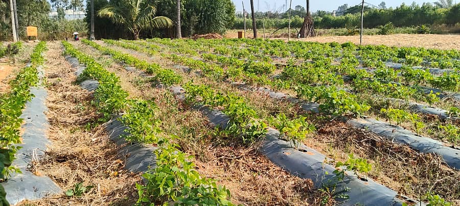 ಮಾಲೂರು ತಾಲ್ಲೂಕಿನ ಉಪವಾಸಪುರ ಗ್ರಾಮದ ತೋಟದಲ್ಲಿ ರಾಸಾಯನಿಕ ಮಿಶ್ರಿತ ನೀರು ಹರಿದಿರುವುದು ಬೀನ್ಸ್ ಬೆಳೆ ನಾಶವಾಗಿರುವುದು