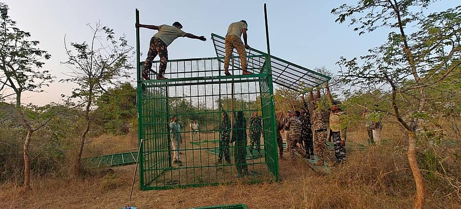 ಚಾಮರಾಜನಗರ ತಾಲ್ಲೂಕಿನ ನಂಜೇದೇವನಪುರ ಗ್ರಾಮದ ಬಳಿ ಹುಲಿಗಳ ಸೆರೆಗೆ ಅಳವಡಿಕೆ ಮಾಡಲಾಗಿರುವ ಬೋನು