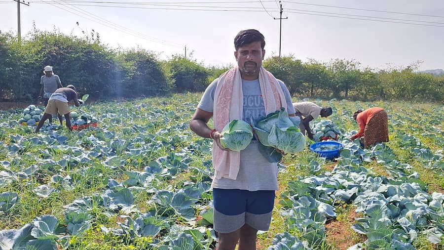 ಉತ್ಕೃಷ್ಟವಾಗಿ ಬೆಳೆದಿರುವ ಎಲೆಕೋಸು ತೋರಿಸುತ್ತಿರುವ ಶಿವಮೂರ್ತಿ 