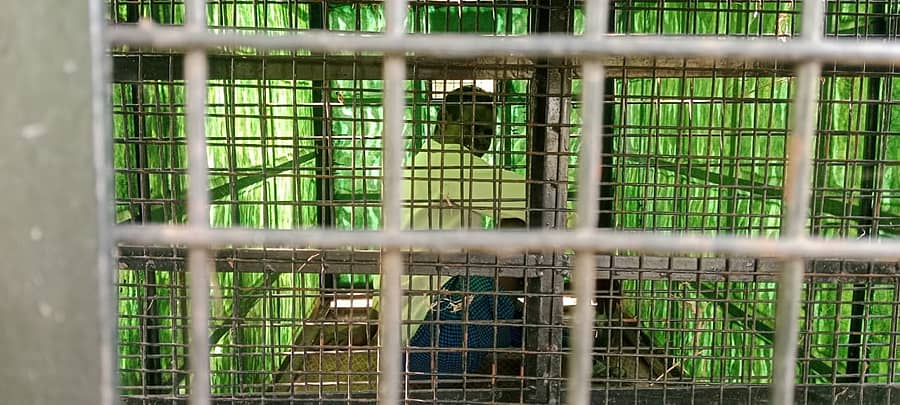 ಚಾಮರಾಜನಗರ ತಾಲ್ಲೂಕಿನ ಗಂಗವಾಡಿಯಲ್ಲಿ ಚಿರತೆ ಸೆರೆ ಹಿಡಿಯಲು ಇರಿಸಿದ್ದ ಬೋನಿನೊಳಗೆ ಸಿಲುಕಿರುವ ವ್ಯಕ್ತಿ