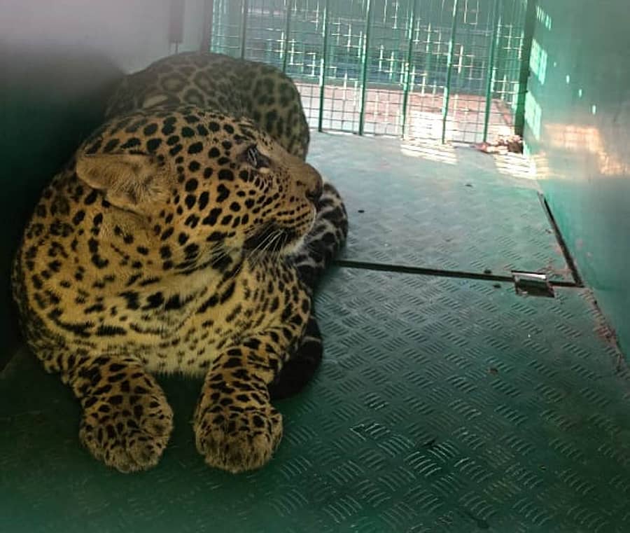 ತುರುವೇಕೆರೆ ತಾಲ್ಲೂಕಿನ ಅರೇಮಲ್ಲೇನಹಳ್ಳಿಯಲ್ಲಿ ಸೆರೆ ಸಿಕ್ಕ ಚಿರತೆ