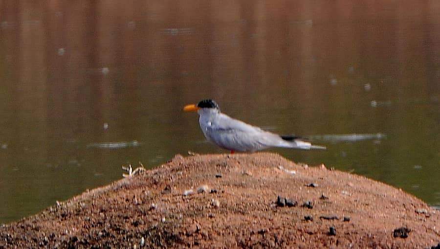 ಹಗರಿಬೊಮ್ಮನಹಳ್ಳಿ ತಾಲ್ಲೂಕಿನ ಬ್ಯಾಲಾಳು ಕೆರೆಯಲ್ಲಿ ಕಂಡುಬಂದಿರುವ ರಿವರ್ ಟರ್ನ್(ನದಿರೀವ)