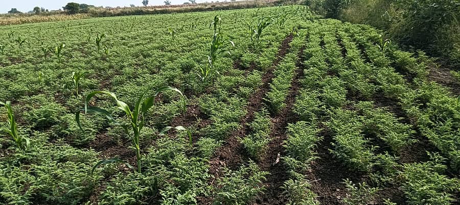 ಉತ್ತಮ ಫಸಲಿನ ಕಡಲೆ ಬೆಳೆ