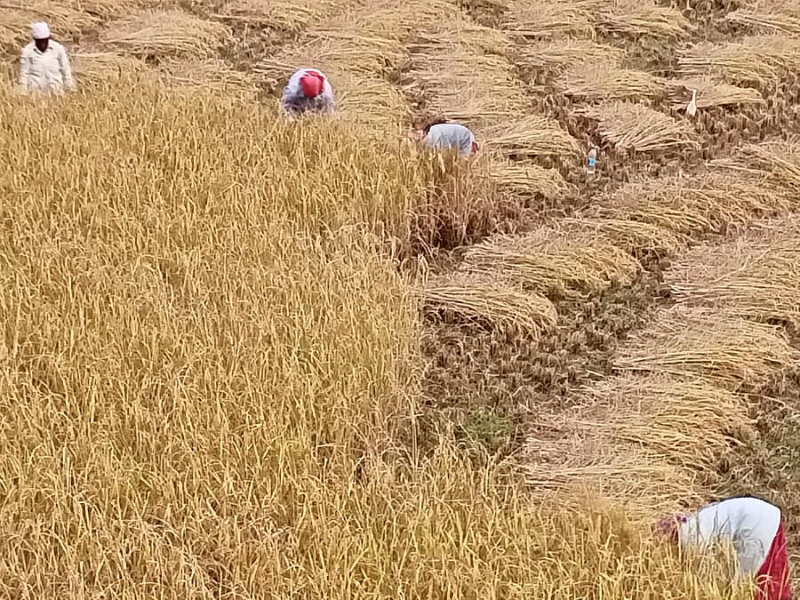 ನಾಪೋಕ್ಲು ಹೊರವಲಯದಲ್ಲಿ ಕಾರ್ಮಿಕರು ಭತ್ತದ ಕಟಾವಿನಲ್ಲಿ ತೊಡಗಿರುವುದು 