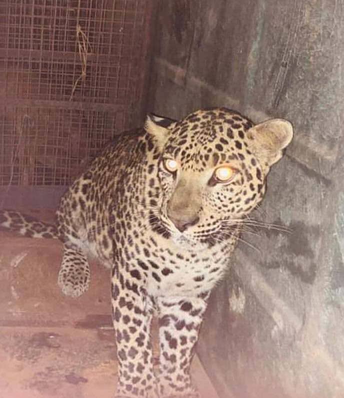 ರಾಮನಗರ ತಾಲ್ಲೂಕಿನ ಮಾದಾಪುರ ಗ್ರಾಮದಲ್ಲಿ ಅರಣ್ಯ ಇಲಾಖೆ ಇರಿಸಿದ್ದ ಬೋನಿನಲ್ಲಿ ಸೆರೆಯಾಗಿರುವ ಚಿರತೆ