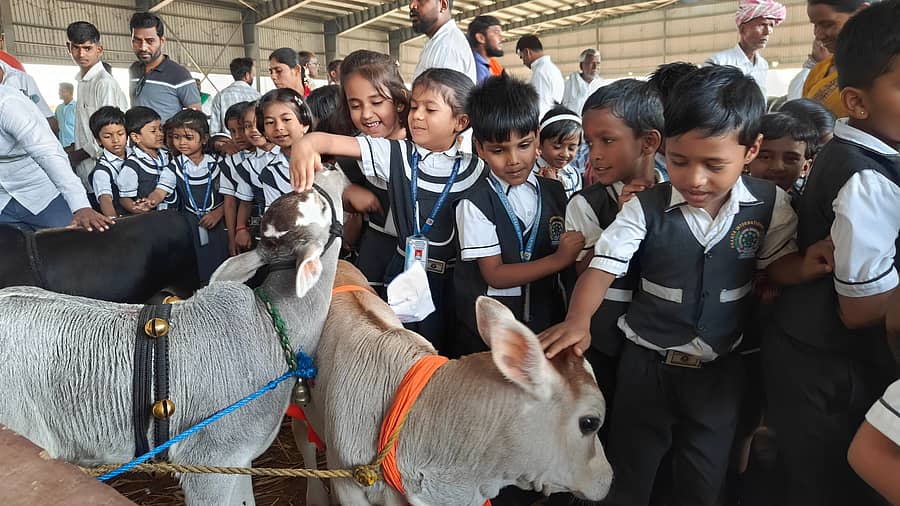 ಹಾವೇರಿ ಎಪಿಎಂಸಿ ಜಾನುವಾರು ಮಾರುಕಟ್ಟೆ ಆವರಣದಲ್ಲಿ ಹಮ್ಮಿಕೊಂಡಿರುವ ಕೃಷಿ ಮೇಳಕ್ಕೆ ಶುಕ್ರವಾರ ಬಂದಿದ್ದ ಶಾಲಾ ಮಕ್ಕಳು, ಕುಬ್ಜ ತಳಿಯ ಪುಂಗನೂರು ಜಾನುವಾರುಗಳನ್ನು ಮುಟ್ಟಿ ಖುಷಿಪಟ್ಟರು
