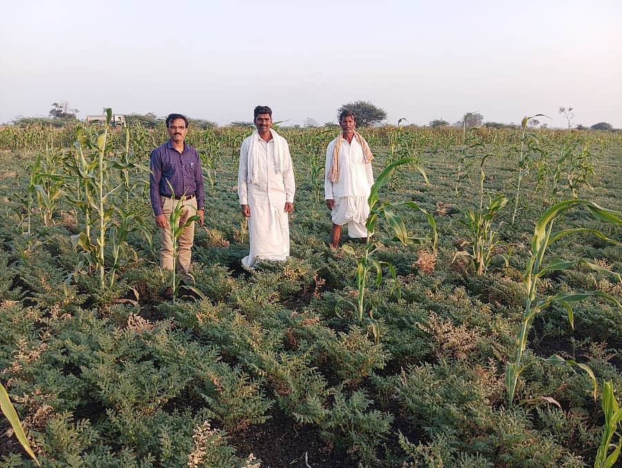 ಲಕ್ಷ್ಮೇಶ್ವರದ ಹೊಲವೊಂದರಲ್ಲಿ ಸಿಡಿರೋಗ ಬಾಧಿತ ಕಡಲೆ ಬೆಳೆಯನ್ನು ಲಕ್ಷ್ಮೇಶ್ವರ ರೈತ ಸಂಪರ್ಕ ಕೇಂದ್ರದ ಕೃಷಿ ಅಧಿಕಾರಿ ಚಂದ್ರಶೇಖರ ನರಸಮ್ಮನವರ ಪರಿಶೀಲಿಸಿದರು