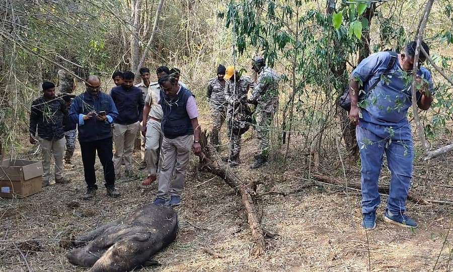 ಕನಕಪುರ ರಾಮದೇವರ ಬೆಟ್ಟದ ಅರಣ್ಯ ಪ್ರದೇಶದಲ್ಲಿ ಸಾವನಪ್ಪಿದ್ದ ಮರಿ ಆನೆಯ ಕಳೇಬರದ ಅಂತ್ಯಕ್ರಿಯೆ ನೆರವೇರಿಸಿದ ಅರಣ್ಯ ಇಲಾಖೆ ಅಧಿಕಾರಿಗಳು ಹಾಗೂ ಸಿಬ್ಬಂದಿ