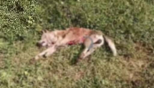 ಚಿರತೆ ದಾಳಿಗೆ ಸಿಲುಕಿ ಸತ್ತು ಬಿದ್ದಿರುವ ನಾಯಿ