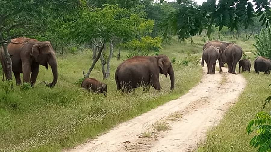 ಬಂಡೀಪುರ ಹುಲಿಸಂರಕ್ಷಿತ ಪ್ರದೇಶದ ಕುಂದುಕೆರೆ ವಲಯದಲ್ಲಿ ಕಣಿಯನಪುರ ಆನೆ ಕಾರಿಡಾರ್ನಲ್ಲಿ ಆನೆಗಳ ಓಡಾಟದ ಸಂಗ್ರಹ ಚಿತ್ರ