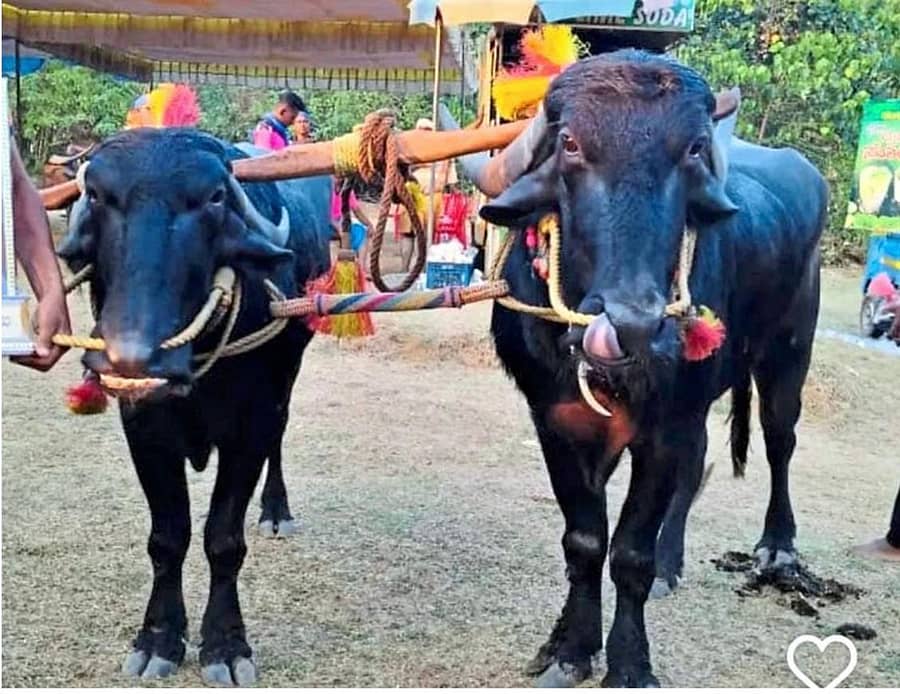 ಮಂಗಳೂರಿನ ಬಂಗ್ರಕೂಳೂರಿನಲ್ಲಿ ನಡೆದ ಕಂಬಳದಲ್ಲಿ ಭಾನುವಾರ ಅತಿವೇಗದ ದಾಖಲೆ ನಿರ್ಮಿಸಿದ ಕೋಣಗಳು