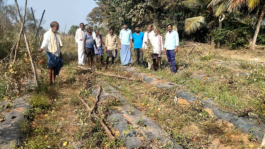 ಹಲಗೂರು ಸಮೀಪದ ನಿಟ್ಟೂರು ಗ್ರಾಮದಲ್ಲಿ ರೈತ ಗಂಗರಾಜು ಅವರು ಬೆಳೆದಿದ್ದ ಟೊಮೆಟೊ ಫಸಲು ಕಾಡಾನೆ ದಾಳಿಯಿಂದ ಹಾಳಾಗಿರುವುದು 