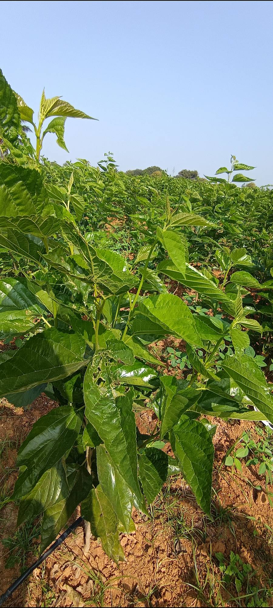 ಹಿಪ್ಪು ನೇರಳೆ ಸೊಪ್ಪಿಗೆ ಸುಳಿ ಕೊರೆತ ರೋಗ