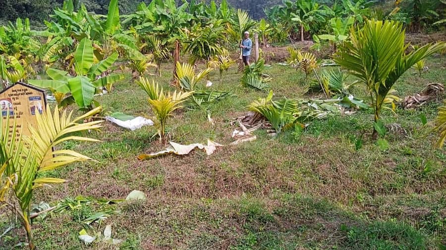 ಜೊಯಿಡಾ ತಾಲ್ಲೂಕಿನ ನಗರಿಯಲ್ಲಿ ಪ್ರಭಾಕರ ದೇಸಾಯಿ ಎಂಬುವರ ಅಡಿಕೆ ತೋಟ ಆನೆ ದಾಳಿಗೆ ಹಾನಿಯಾಗಿದೆ.