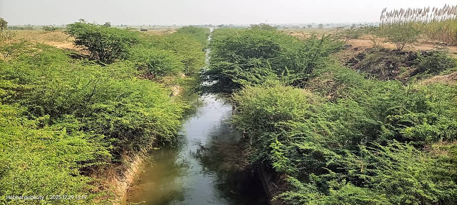 ಮುದ್ದೇಬಿಹಾಳ ತಾಲ್ಲೂಕು ಯರಝರಿ ಭಾಗದಲ್ಲಿ ಬರುವ ಕೆಬಿಜೆಎನ್‌ಎಲ್ ಎಡದಂಡೆ ಕಾಲುವೆ ಅಕ್ಕಪಕ್ಕದಲ್ಲಿ ವ್ಯಾಪಕವಾಗಿ ಮುಳ್ಳುಕಂಟಿಗಳು ಬೆಳೆದಿವೆ