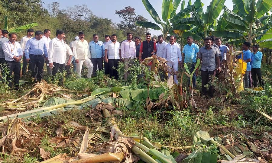 ಆನೆ ಹಾವಳಿಯಿಂದ ಹಾಳಾಗಿರುವ ಬಾಳೆ ತೋಟಗಳನ್ನು ಶಾಸಕರಾದ ಗೋಪಾಲಕೃಷ್ಣ ಬೇಳೂರು ವೀಕ್ಷಿಸುತ್ತಿರುವುದು.