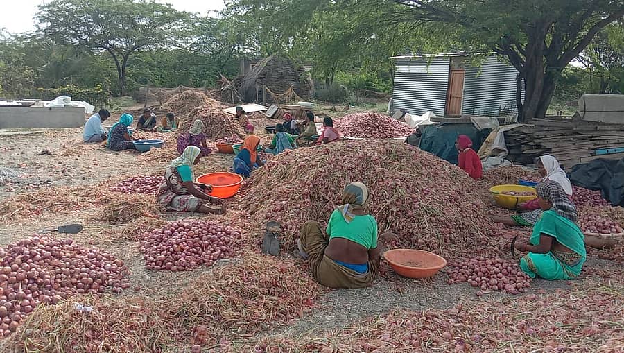 ಗದಗ ತಾಲ್ಲೂಕಿನ ತಿಮ್ಮಾಪುರ ಗ್ರಾಮದಲ್ಲಿ ಈರುಳ್ಳಿ ಸ್ವಚ್ಛಗೊಳಿಸುತ್ತಿರುವ ಮಹಿಳೆಯರು