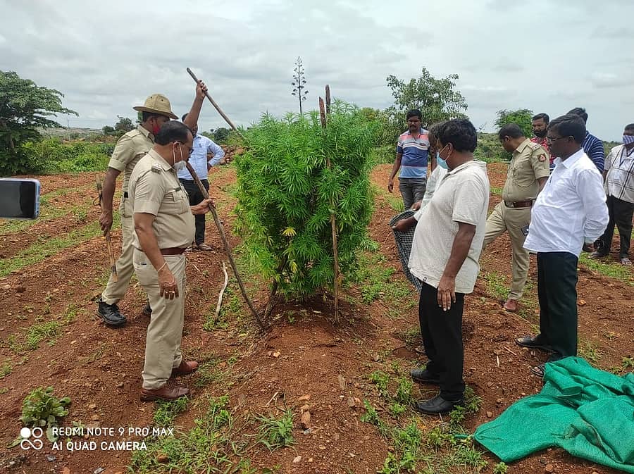 ಒಂಟೂರು ಗ್ರಾಮದಲ್ಲಿ ಗಾಂಜಾ ಗಿಡ ವಶಪಡಿಸಿಕೊಳ್ಳುತ್ತಿರುವ ಪೊಲೀಸರು (ಸಂಗ್ರಹ ಚಿತ್ರ)
