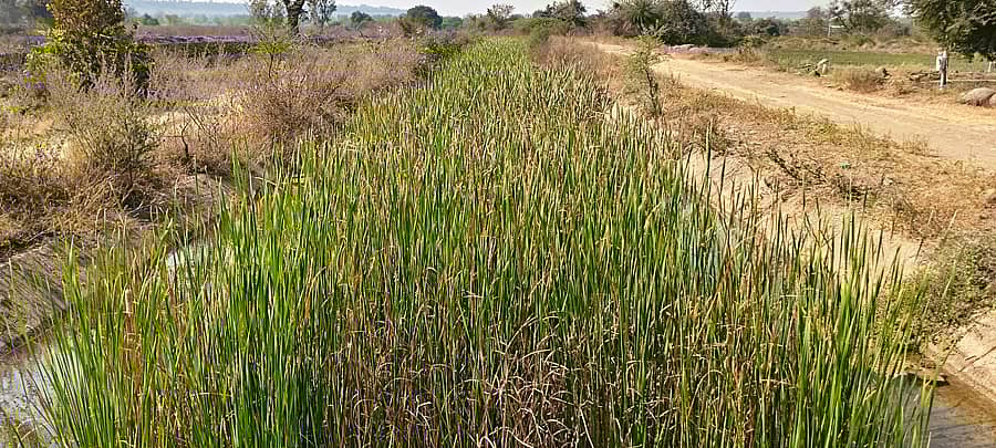 ಚಿಂಚೋಳಿ ತಾಲ್ಲೂಕಿನ ಚಿಮ್ಮಾಈದಲಾಯಿ ದಸ್ತಾಪುರ ಮಧ್ಯೆ ಸುಮಾರು 2 ಕಿಮೀ ಉದ್ದದಲ್ಲಿ ಮುಖ್ಯ ಕಾಲುವೆಯಲ್ಲಿ ಆಪು ಕಳೆ ಬೆಳೆದು ಕಾಲುವೆಯನ್ನೇ ನುಂಗಿರುವ ದೃಶ್ಯ
