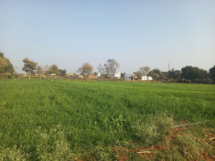 ಮಾಯಕೊಂಡ ಗ್ರಾಮದ ನೂತನ್ ಎಂ.ವಿ ರೈತನ ಜಮೀನಿನಲ್ಲಿ ರಾಗಿ ಬೆಳೆ ಸೊಂಪಾಗಿ ಬೆಳೆದಿರುವುದು 