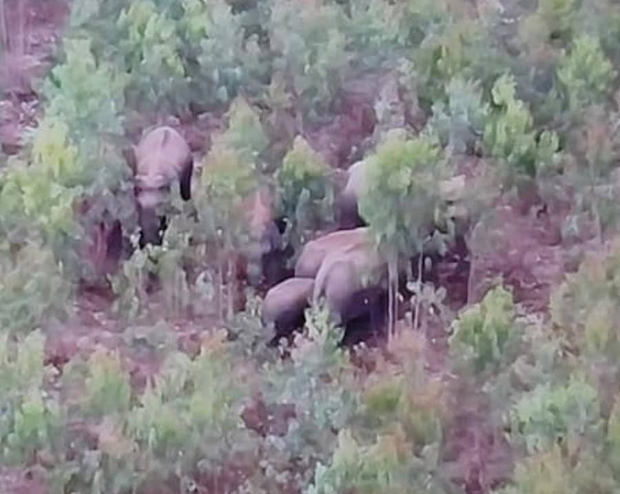 ಆನೇಕಲ್‌ ತಾಲ್ಲೂಕಿನ ಮೆಣಸಿಗನಹಳ್ಳಿ ಬಳಿಯ ನೀಲಗಿರಿ ತೋಪಿನಲ್ಲಿ ಕಂಡು ಬಂದ ಕಾಡಾನೆಗಳ ಹಿಂಡು