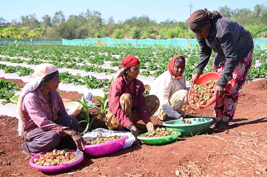ಕಟಾವು ಮಾಡಿದ ಸ್ಟ್ರಾಬೆರಿ ಬುಟ್ಟಿಗೆ ತುಂಬುತ್ತಿರುವ ಕೂಲಿ ಮಹಿಳೆಯರು