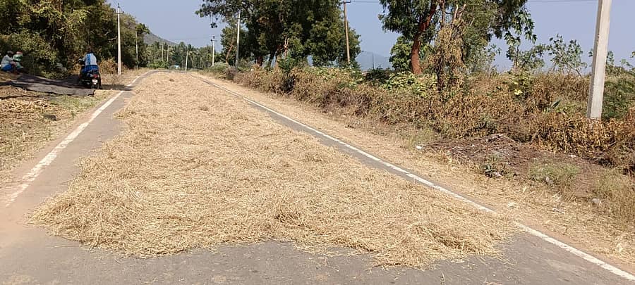 ಕೊಳ್ಳೇಗಾಲ ತಾಲ್ಲೂಕಿನಲ್ಲಿ ರೈತರು ಒಕ್ಕಣೆ ಮಾಡಲು ರಸ್ತೆಗೆ ಬೆಳೆ ತಂದು ಹಾಕಿರುವ ದೃಶ್ಯ