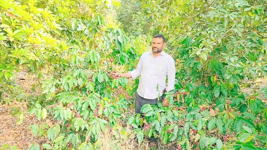 ಧಾರವಾಡ ತಾಲ್ಲೂಕಿನ ದಾಸನಕೊಪ್ಪ ಗ್ರಾಮದ ಜಮಿನಿನಲ್ಲಿ ಬೆಳೆದ ಕಾಫಿ ತೋಟದೊಂದಿಗೆ ಕೃಷಿ ಕಾರ್ಮಿಕ