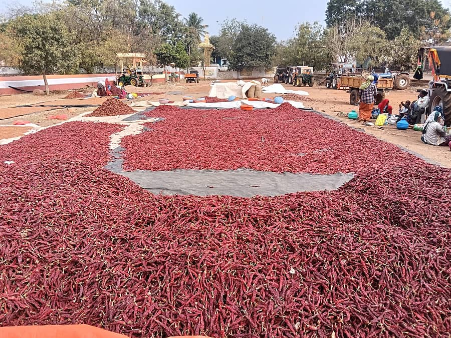 ಬಾಗಲಕೋಟೆ ತಾಲ್ಲೂಕಿನ ಬೆನಕಟ್ಟಿಯಲ್ಲಿ ಮೆಣಸಿನಕಾಯಿ ಒಣ ಹಾಕಿರುವುದು
