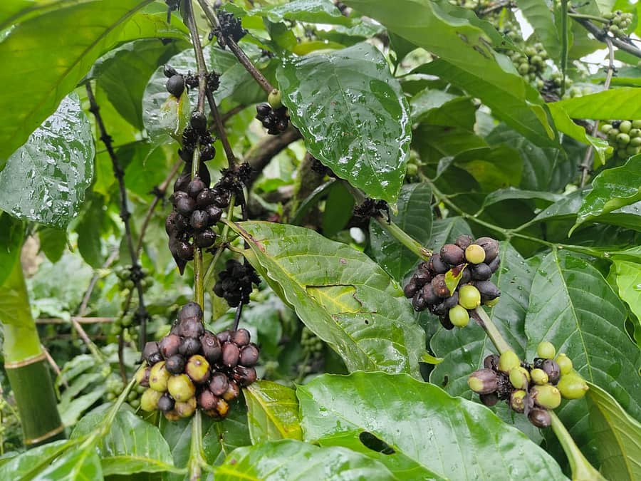 ಚಿಕ್ಕಮಗಳೂರು ಜಿಲ್ಲೆಯ ಕಳಸದಲ್ಲಿ ಕೊಳೆರೋಗದಿಂದ ಕಾಫಿ ಬೆಳೆ ಹಾಳಾಗಿರುವುದು