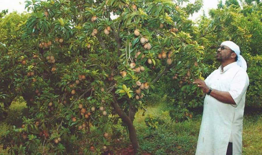 ಮುಂಡರಗಿಯ ರೈತ ಈಶ್ವರಪ್ಪ ಹಂಚಿನಾಳ ಅವರು ತೋಟದಲ್ಲಿ ಚಿಕ್ಕು ಬೆಳೆದಿರುವುದು