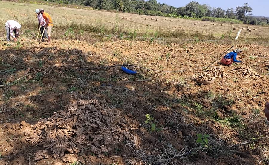 ಶಿರಸಿ ಬನವಾಸಿ ಭಾಗದಲ್ಲಿ ಶುಂಠಿ ಕೀಳುತ್ತಿರುವ ಕಾರ್ಮಿಕರು 