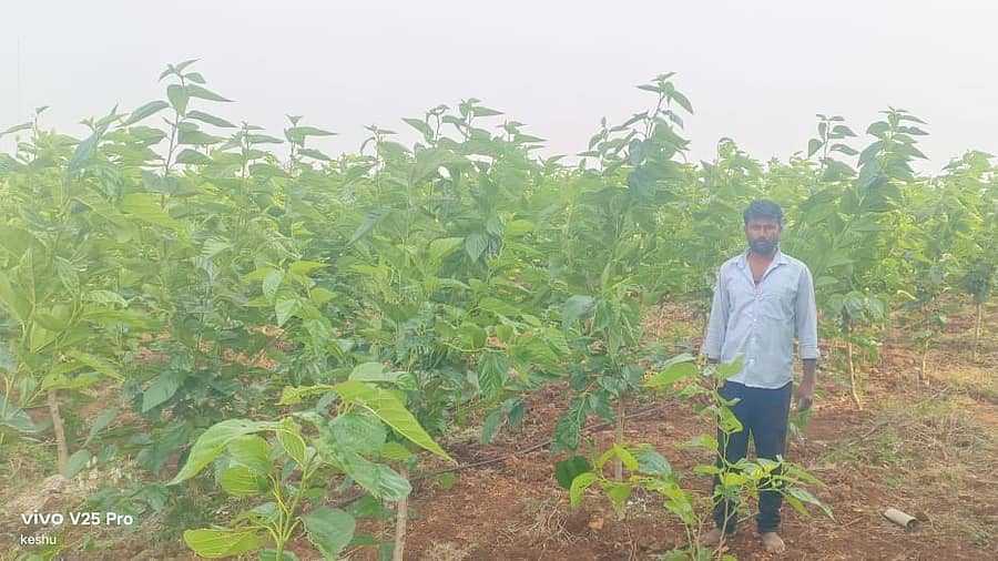 ರೇಷ್ಮೆ ಬೆಳೆಯೊಂದಿಗೆ ರೈತ ಮೈಲಾರಪ್ಪ ಕರಮುಡಿ