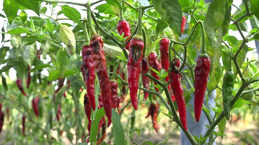 ರೋಗ ತಗುಲಿ ಮೆಣಸಿನಕಾಯಿಯಲ್ಲಿ ಕಪ್ಪು ಕುಳಿ ಬಿದ್ದಿರುವುದು