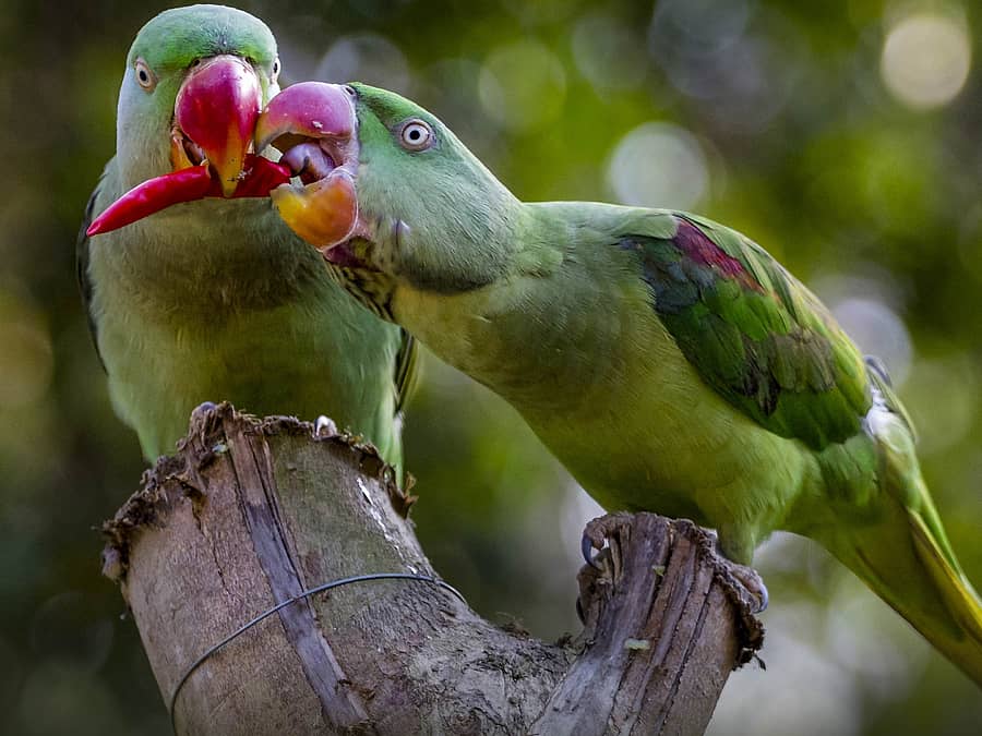 <div class="paragraphs"><p>ಗಿಳಿ</p></div>