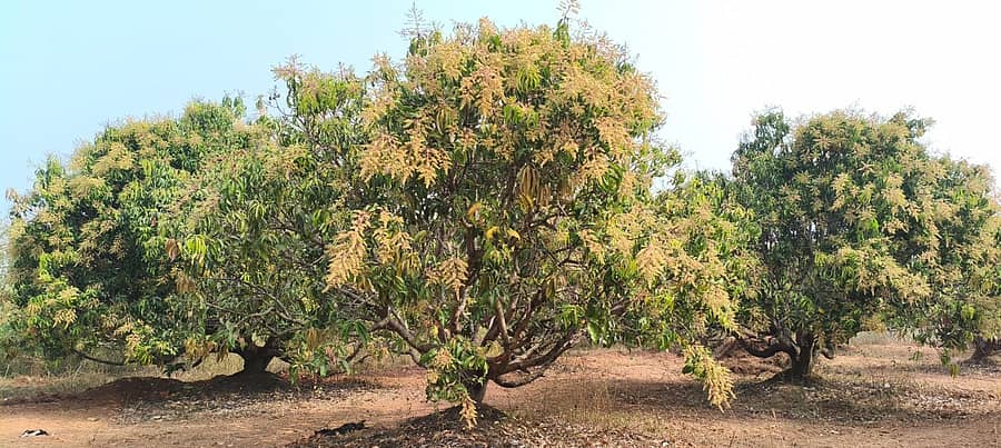 ಧಾರವಾಡ ತಾಲ್ಲೂಕಿನ ಕೋಟೂರಿನ ತೋಟದಲ್ಲಿ ಮಾವಿನ ಮರಗಳು ಹೂ ಕಟ್ಟಿವೆ