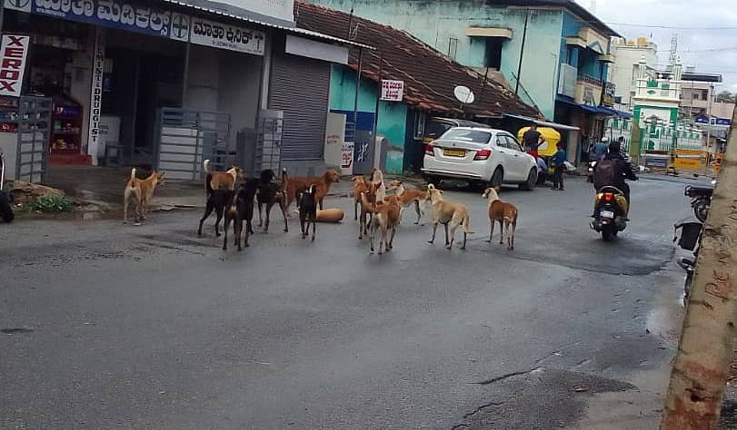 ಅರಸೀಕೆರೆಯ ಹಾಸನ ರಸ್ತೆಯಲ್ಲಿ ಬೀದಿ ನಾಯಿಗಳ ಹಿಂಡು