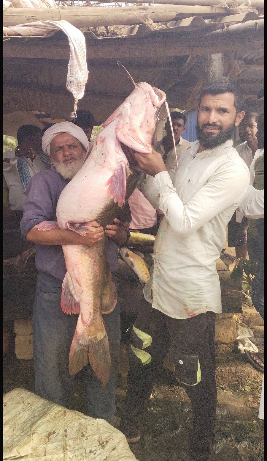  32 ಕೆ.ಜಿ ತೂಕದ ಮೀನು