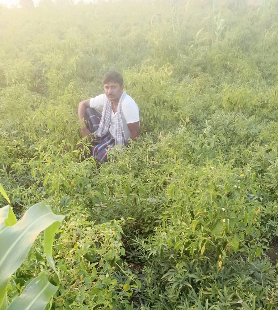 ಕುಂದಗೋಳ ಪಟ್ಟಣದ‌ ಹೊರವಲುದಲ್ಲಿರುವ ಮೆಣಸಿನಕಾಯಿ ಬೆಳೆ ಕಾಯುತ್ತಿರುವ ರೈತ ದಾನಪ್ಪ.
