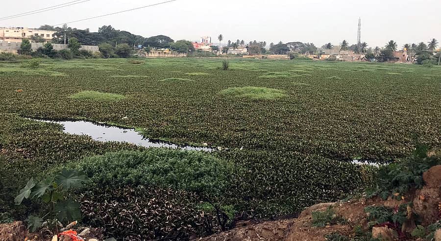 ಚನ್ನಪಟ್ಟಣದ ಶೆಟ್ಟಿಹಳ್ಳಿ ಕೆರೆಯಲ್ಲಿ ಬೆಳೆದಿರುವ ಜೋಂಡು (ಸಂಗ್ರಹ ಚಿತ್ರ)