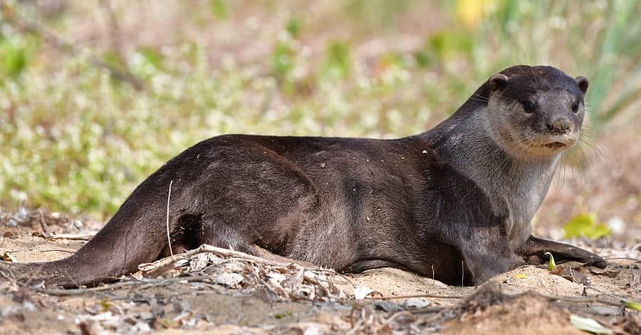 ಶಿರಸಿ ಪಟ್ಟಣದಲ್ಲಿ ಕಂಡು ಬಂದ ನೀರು ನಾಯಿ