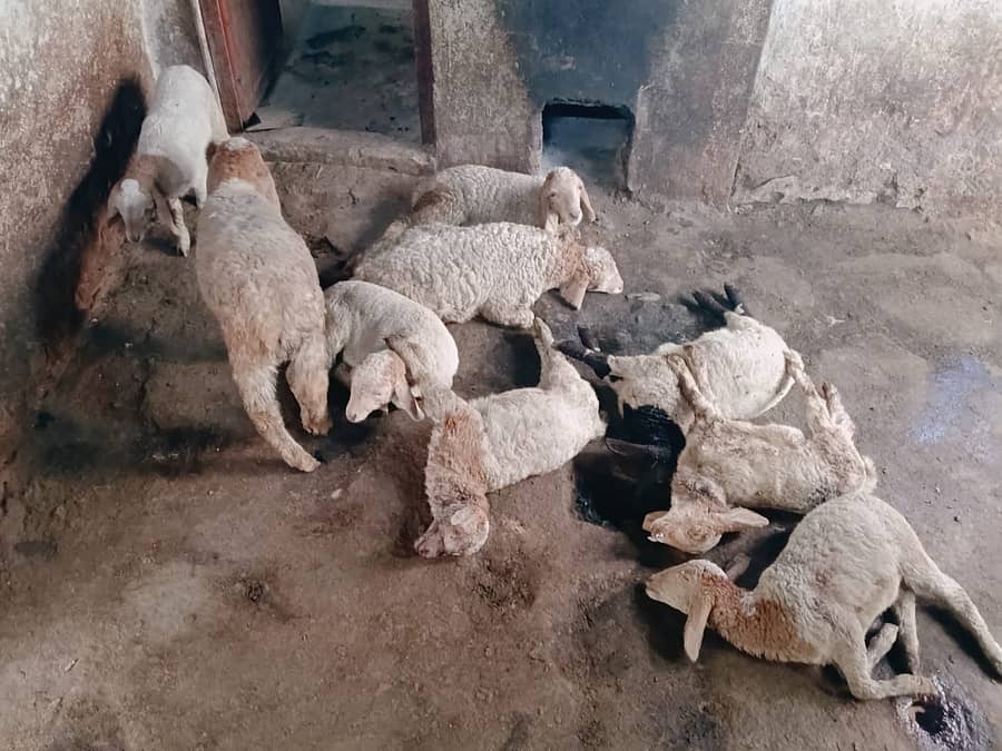 ಗುಂಡ್ಲುಪೇಟೆ ತಾಲೂಕಿನ ಕುಣಗಹಳ್ಳಿಯಲ್ಲಿ ಬೀದಿ ನಾಯಿಗಳ ದಾಳಿ ಮೃತಪಟ್ಟ ಕುರಿಮರಿಗಳು