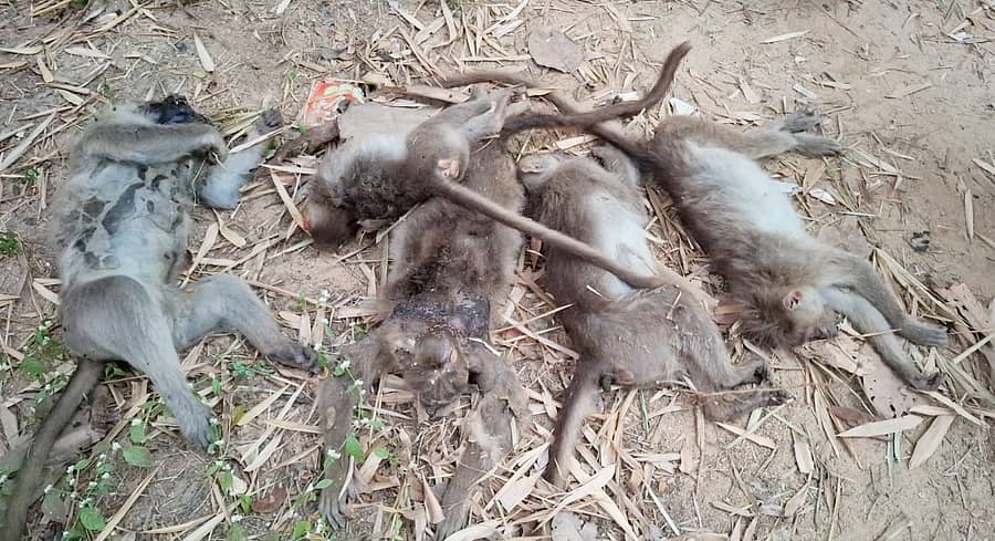 ತುಮಕೂರು ತಾಲ್ಲೂಕಿನ ದೇವರಾಯನದುರ್ಗದಲ್ಲಿ ಪತ್ತೆಯಾದ ಮಂಗಗಳ ಕಳೇಬರ