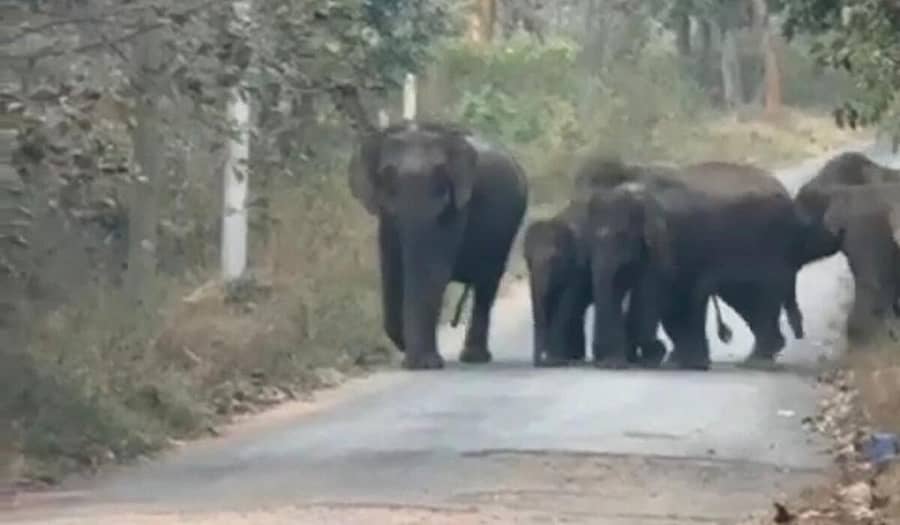 ಆನೇಕಲ್ ತಾಲ್ಲೂಕಿನ ಮುತ್ಯಾಲಮಡುವು ಬಳಿ ಕಾಡಾನೆಗಳು