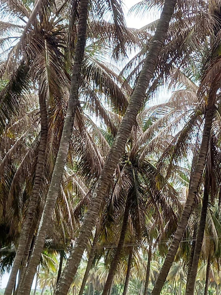 ಕಪ್ಪುತಲೆ ಹುಳು ಬಾಧೆಯಿಂದ ಸೊರಗಿರುವ ತೆಂಗಿನ ಮರಗಳು (ಸಂಗ್ರಹ ಚಿತ್ರ)